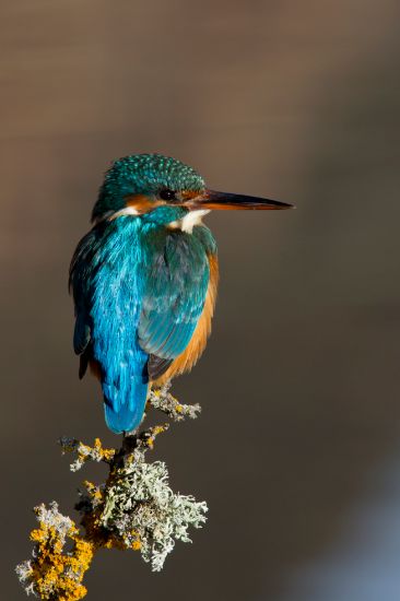 Immagine di Birdwatching. Osservare gli uccelli nel tempo dei global changes - giovedì 16.30-18.00 - II periodo - Esperti Muse