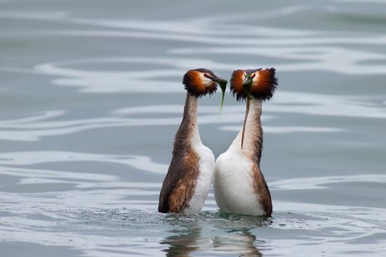 Immagine di Quattro passi nell'etologia - un approccio evolutivo al comportamento animale	giovedì	16.30-18.00	I PERIODO prof. Osvaldo Negra