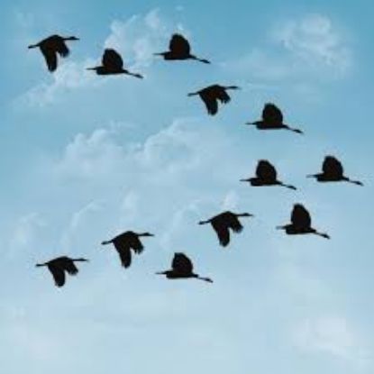 Immagine di Vai e vivrai (forse) Le migrazioni animali nel mondo contemporaneo	giovedì	16.30-18.00	II PERIODO prof. Osvaldo Negra